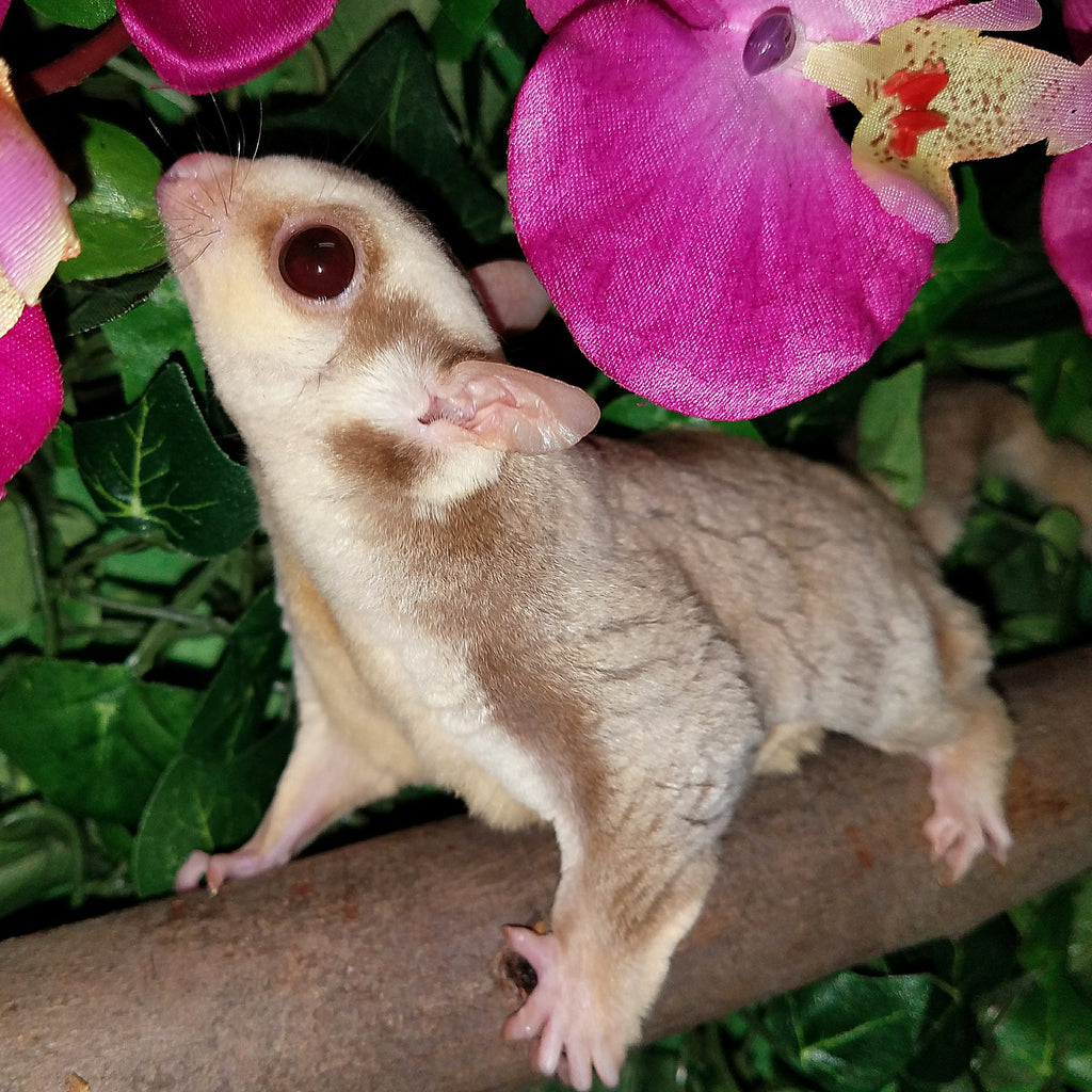 Red Strawberry Sugar Gliders Sugar Glider Mastery The Pet