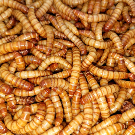 Live Giant Mealworms