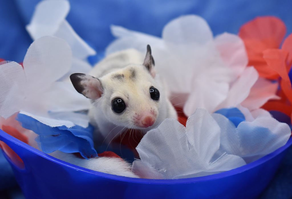 BNOSDM 6-teiliges Klettermatten-Set Für Sugar Glider – Selbstklebende Kratz- Und Spielmatten Für Käfig, Wand & Möbel
