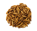 Dried Mealworms