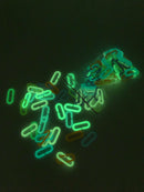 Glow C Links 100 count