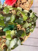 🍀 Whimsy Woods Cork Toy