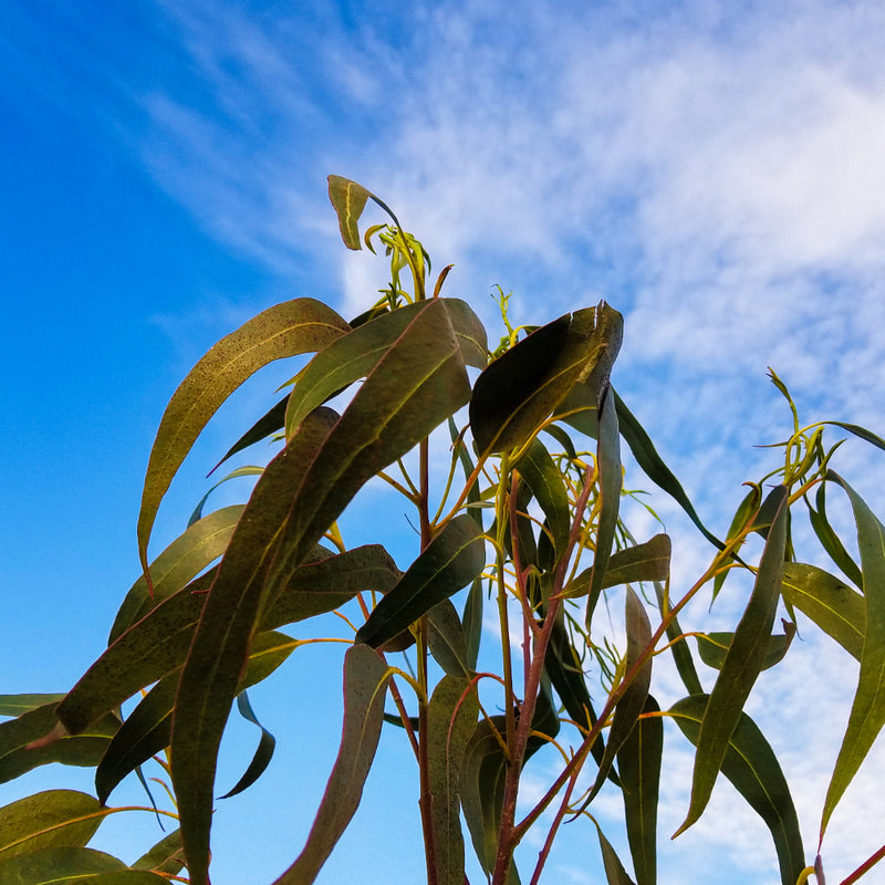 5 Pound Combo Pack - Branches & Leaves - Organic Eucalyptus