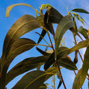 1 Pound Combo Pack - Branches & Leaves - Organic Eucalyptus