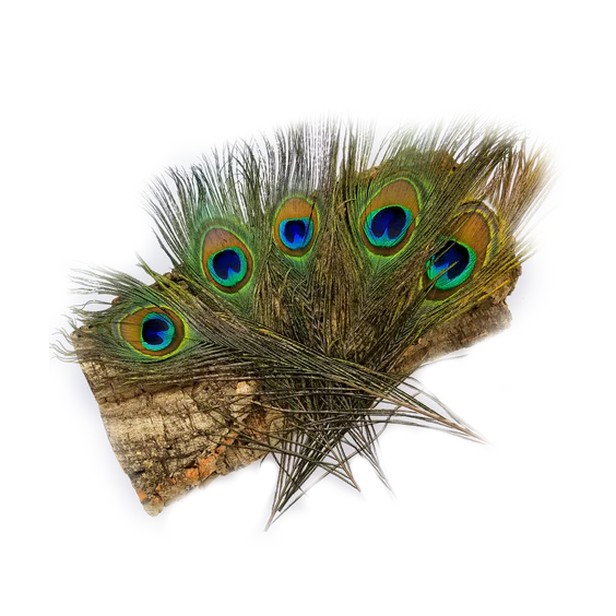 Peacock Feathers