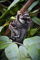 2 Pound Combo Pack - Branches & Leaves - Organic Eucalyptus