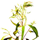 Starter Pack - Branch, Fresh Leaves & Chew Sticks - Organic Eucalyptus