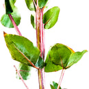 Starter Pack - Branch, Fresh Leaves & Chew Sticks - Organic Eucalyptus
