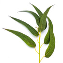 Starter Pack - Branch, Fresh Leaves & Chew Sticks - Organic Eucalyptus