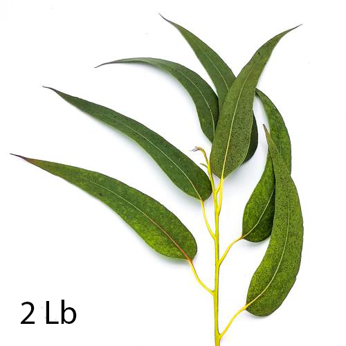 2 Pound Combo Pack - Branches & Leaves - Organic Eucalyptus