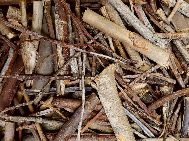 Eucalyptus Chew Sticks
