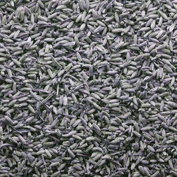 Organic Lavender